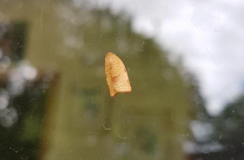 Cacoecimorpha pronubana